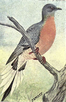 wikimediaCommons